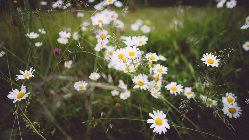 Blomstereng med prestekrager. Foto.