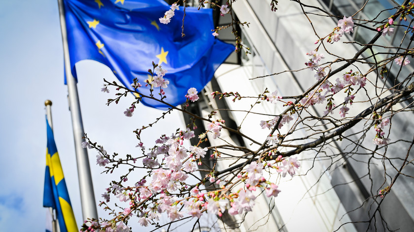 Foto. EU-flagg som vaier i vinden bak et kirsebærtre i blomstring.